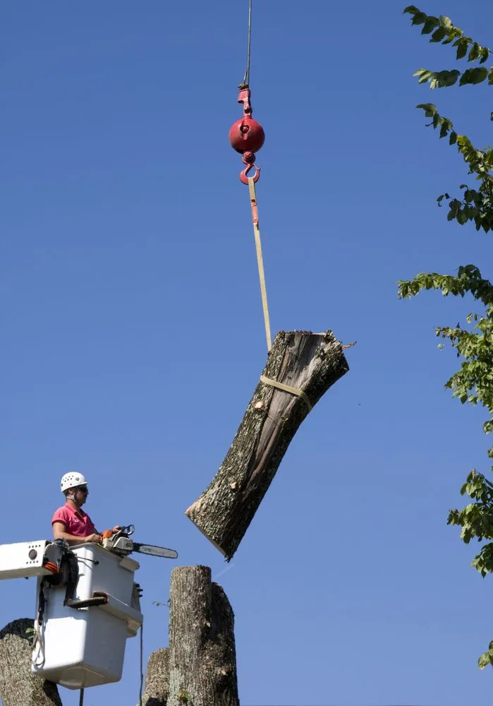 Professional yard cleanup service experts serving Nashville, TN - Quality Tree Surgery