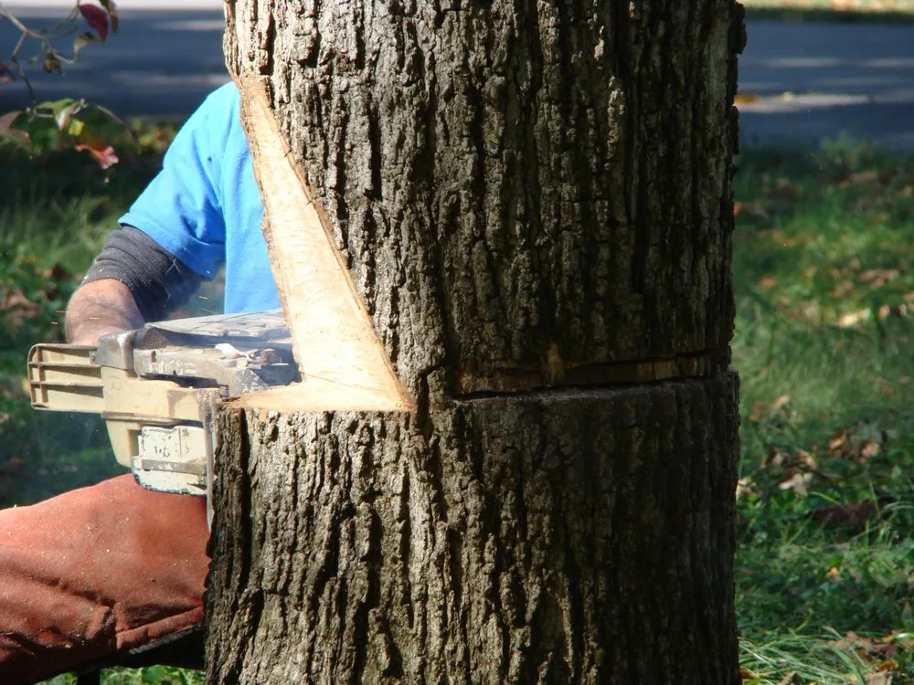 Top-rated landscape design in Nashville, TN - Quality Tree Surgery