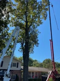 Affordable lawn mowing service in Nashville, TN by Quality Tree Surgery