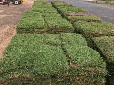 Top-rated yard cleanup service for beautiful yards across West Columbia, TX - Quality Turf Farms