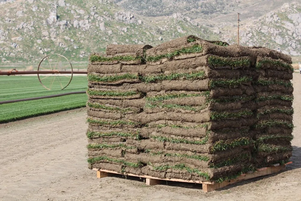 Custom outdoor landscaping in San Jacinto, CA by Quality Turf Sod Farm