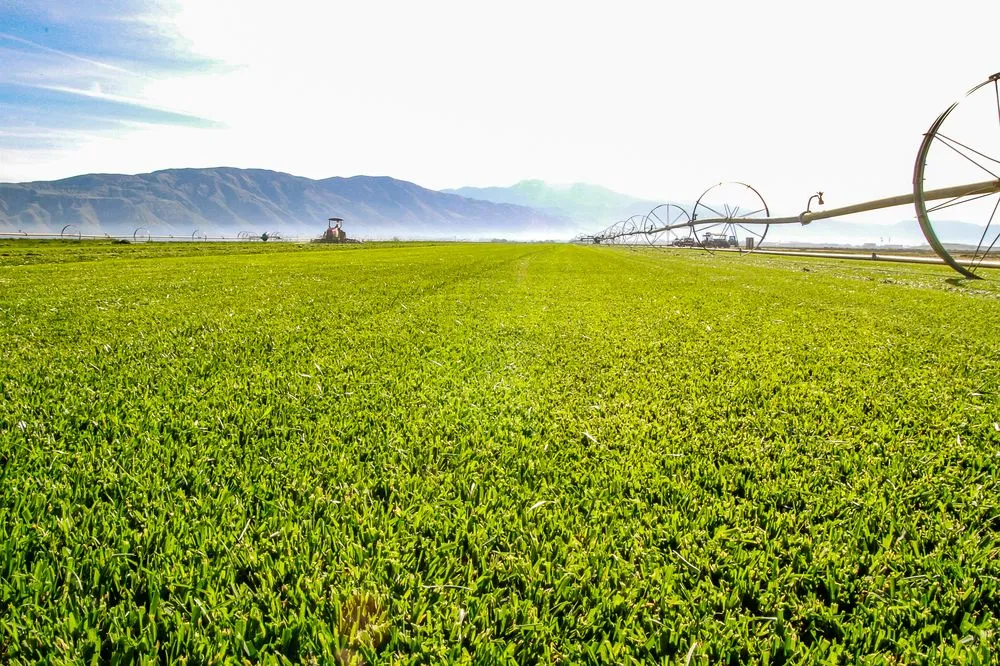 Custom yard cleanup service for outdoor upgrades across San Jacinto, CA - Quality Turf Sod Farm