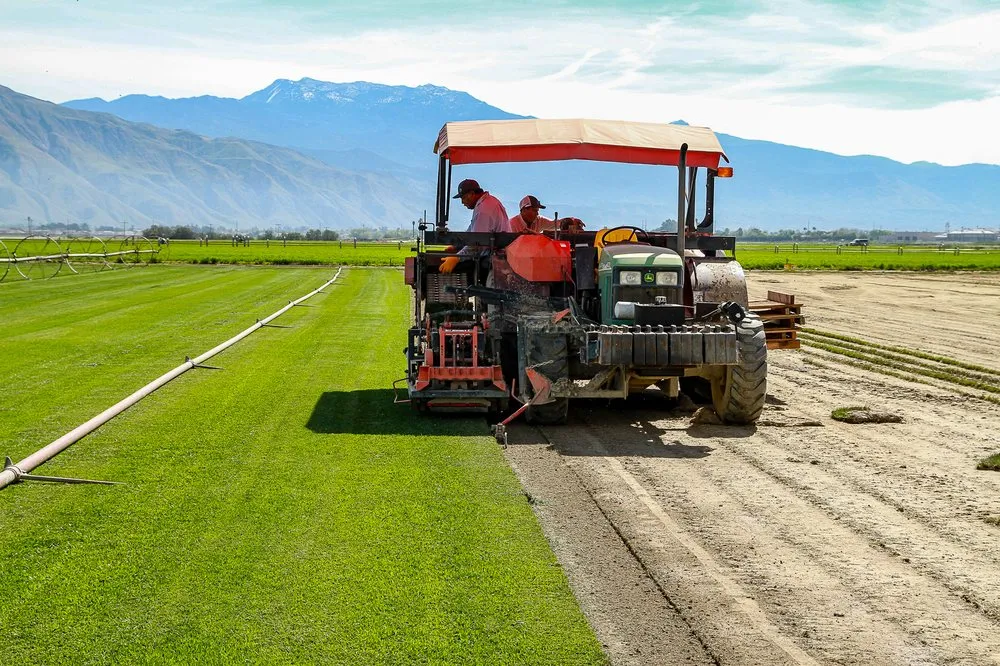 Trusted yard cleanup service for beautiful yards in San Jacinto, CA by Quality Turf Sod Farm