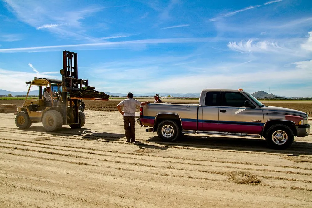 Professional outdoor landscaping experts serving San Jacinto, CA - Quality Turf Sod Farm