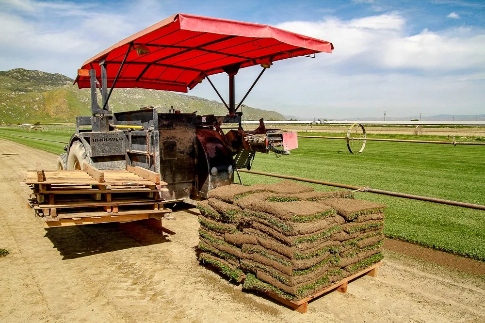 Top-rated landscape design in San Jacinto, CA - Quality Turf Sod Farm