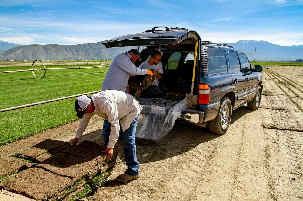 Trusted lawn mowing service for outdoor upgrades in San Jacinto, CA by Quality Turf Sod Farm