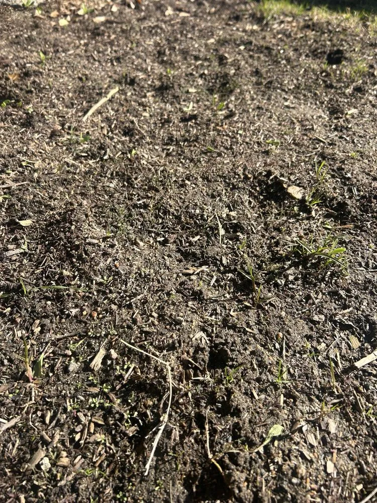 Expert lawn care service in Lake Elsinore, CA - Quality Yard and Home Maintenance