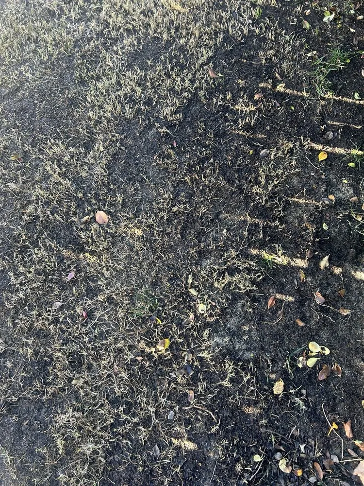 Trusted yard maintenance experts serving Lake Elsinore, CA - Quality Yard and Home Maintenance