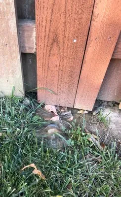 Quality Yard and Home Maintenance