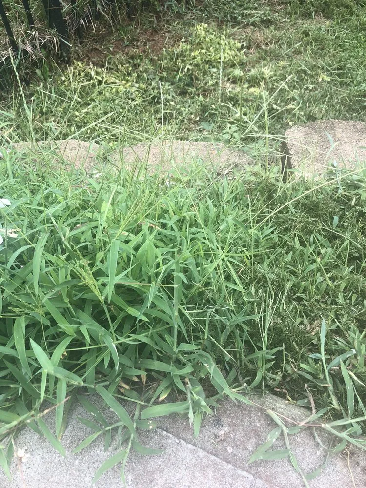 Affordable landscape installation in Charlotte, NC - Queen City Lawn & Landscaping