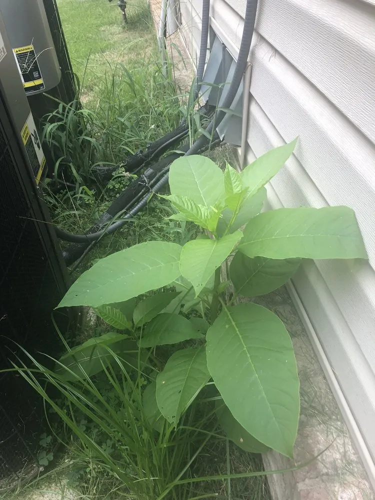 Trusted outdoor landscaping with custom design in Charlotte, NC by Queen City Lawn & Landscaping