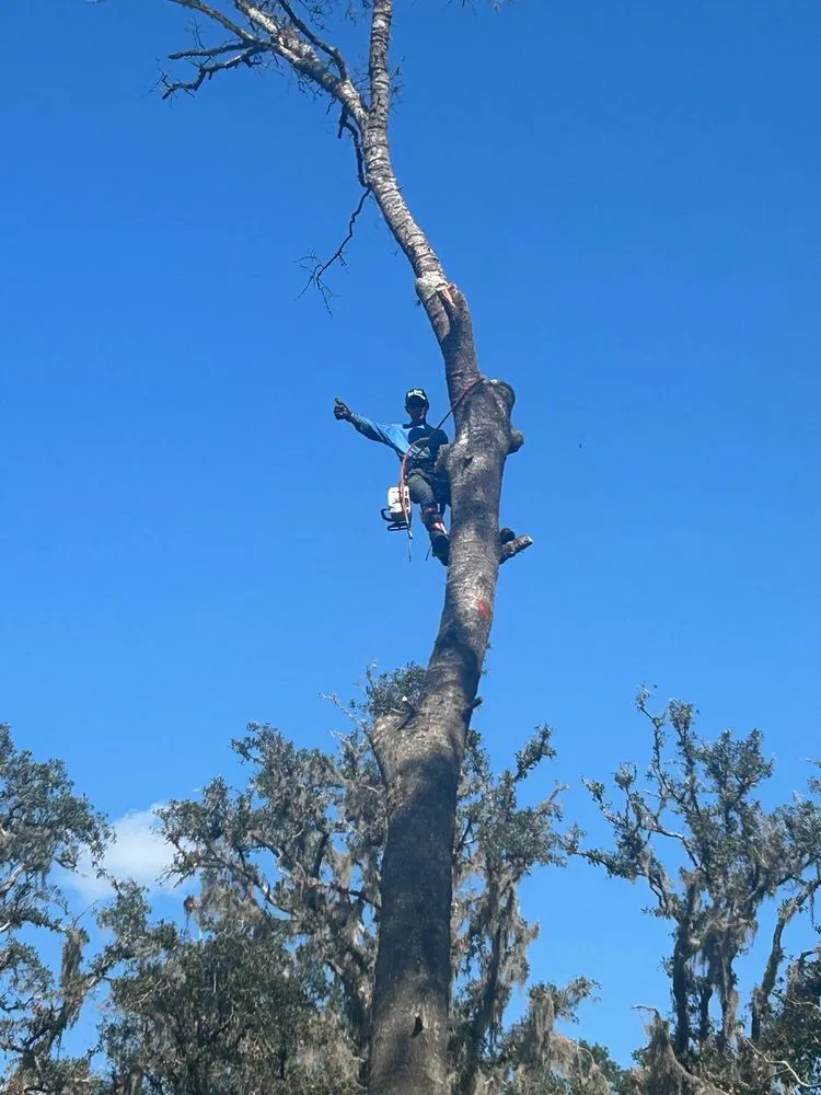 Top-rated landscaping services experts serving Miami, FL - Queen Forevergreen Landscaping