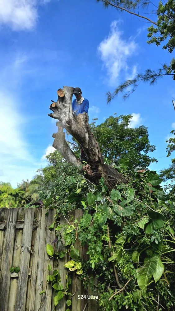 Top-rated lawn care service in Miami, FL by Queen Forevergreen Landscaping