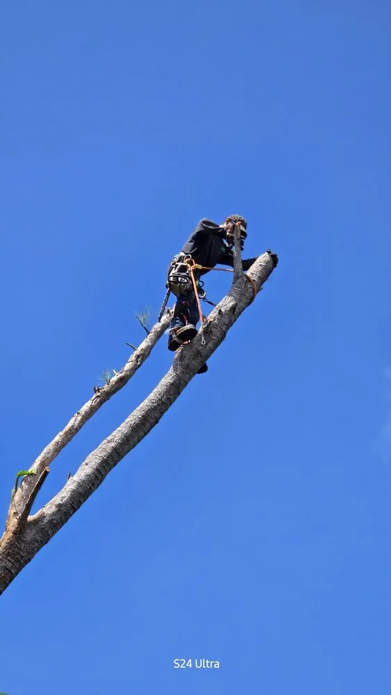 Custom garden landscaping in Miami, FL - Queen Forevergreen Landscaping