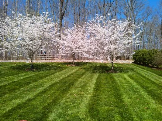 Queens Lawncare Logo