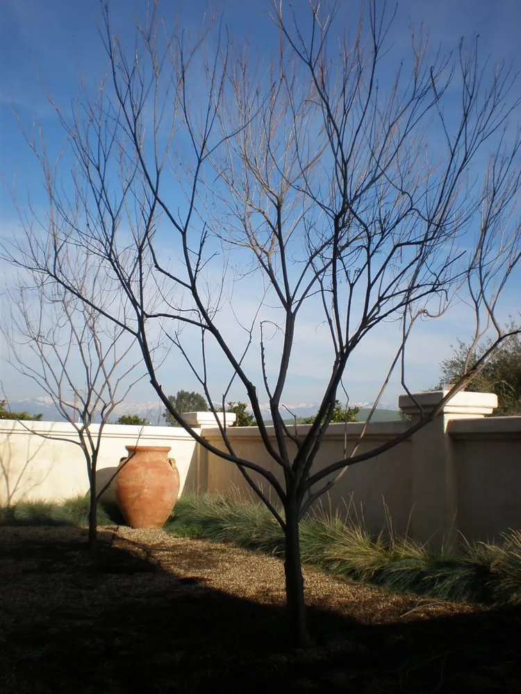 Local garden landscaping for outdoor upgrades across Springville, CA - Quercus Landscape Design