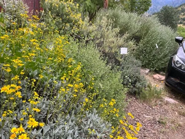 Reliable residential landscaping near you across Springville, CA - Quercus Landscape Design