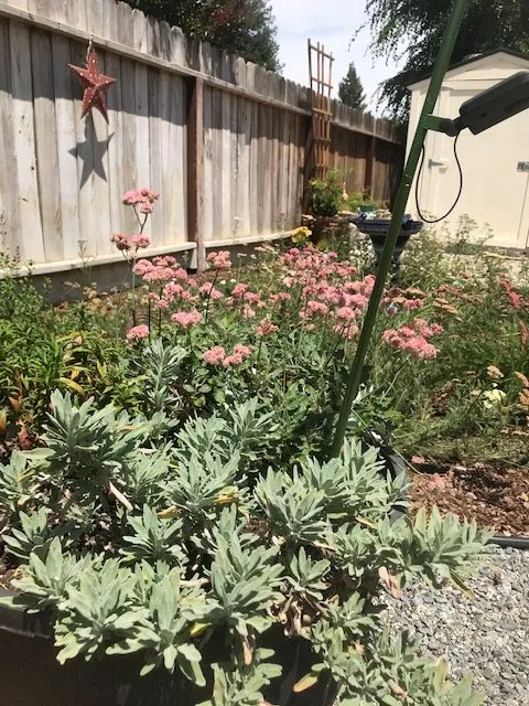 Local garden landscaping in Springville, CA - Quercus Landscape Design