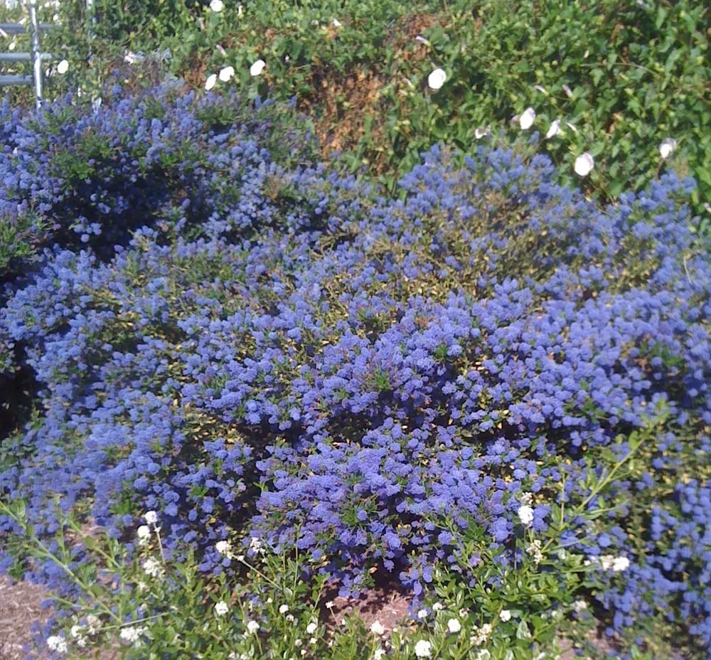 Local yard maintenance for beautiful yards across Springville, CA - Quercus Landscape Design