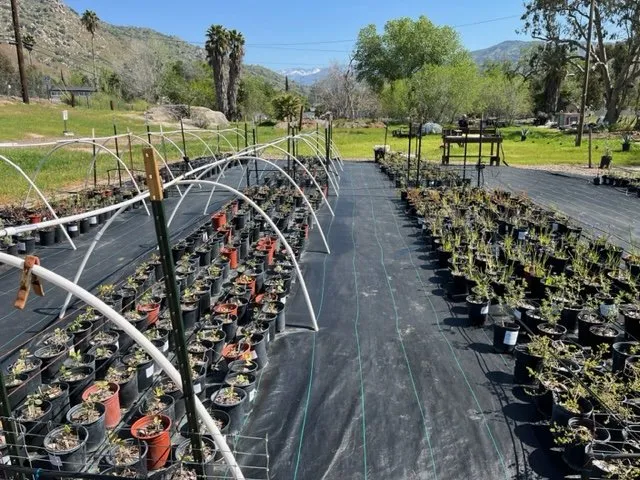 Top-rated yard cleanup service near you in Springville, CA by Quercus Landscape Design