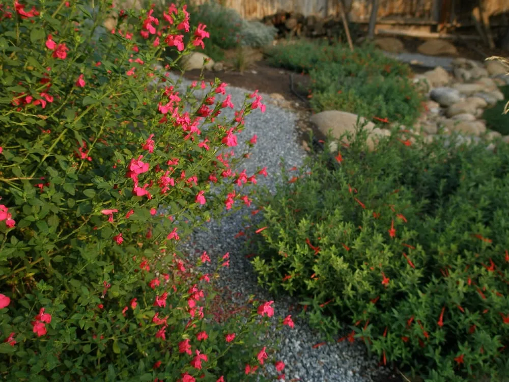 Expert lawn mowing service experts serving Springville, CA - Quercus Landscape Design