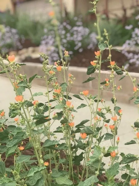 Reliable yard cleanup service in Springville, CA by Quercus Landscape Design