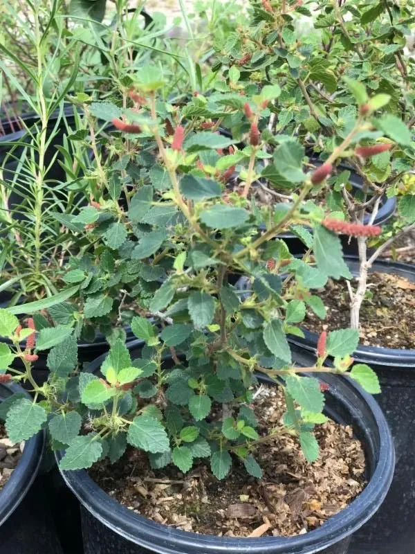 Custom yard cleanup service in Springville, CA - Quercus Landscape Design