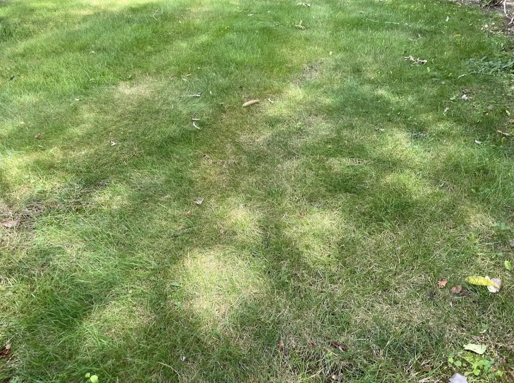 Local yard cleanup service with custom design in North Attleborough, MA by Quest Landscapes