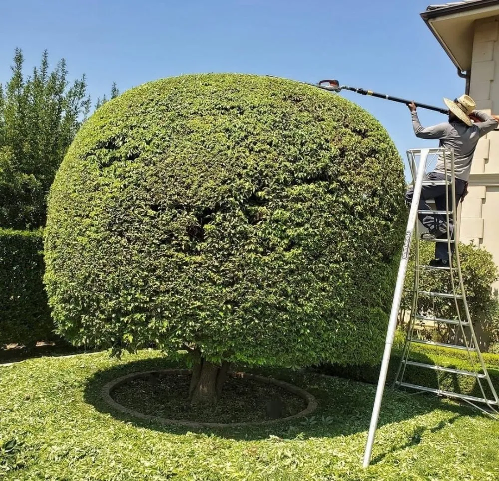 Professional landscaping services in San Jose, CA - Quetzal Landscaping and Maintenance Service