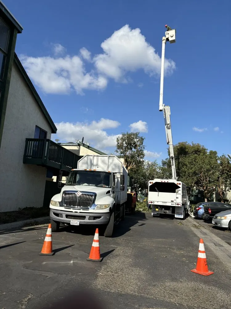 Local yard cleanup service experts serving Anaheim, CA - Quezada Pro Landscape