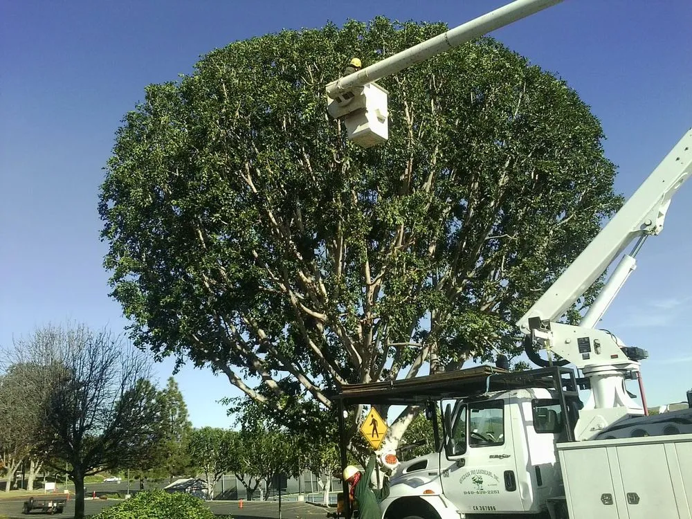 Reliable yard maintenance for beautiful yards across Anaheim, CA - Quezada Pro Landscape