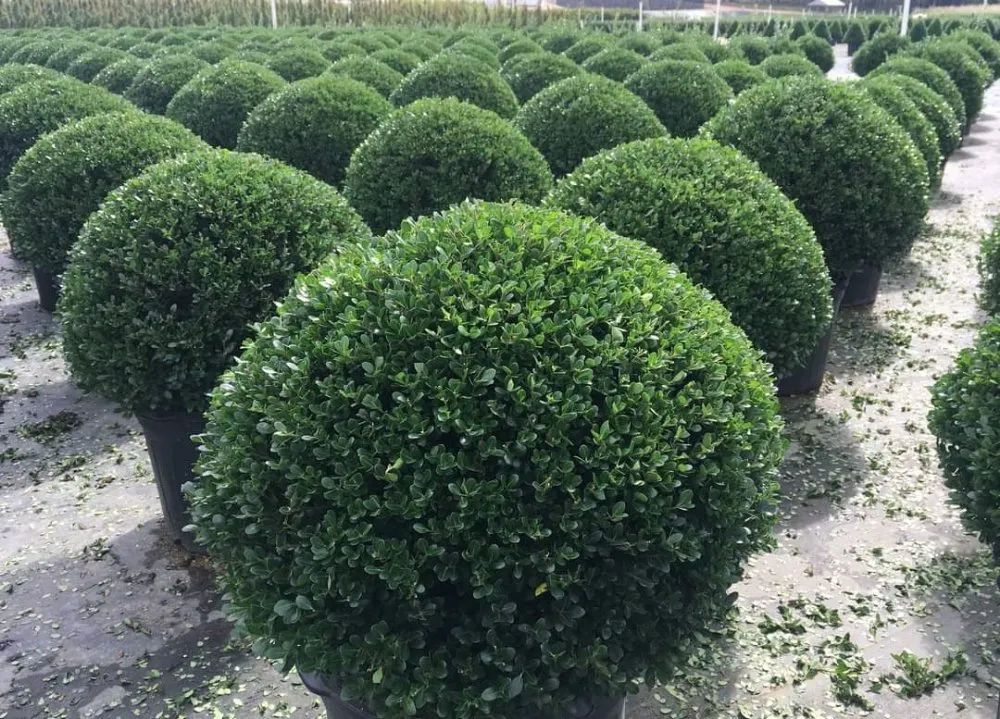 Local landscape design experts serving Metairie, LA - Quick & Clean Lawn Care