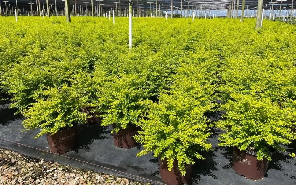 Custom landscape installation in Metairie, LA - Quick & Clean Lawn Care