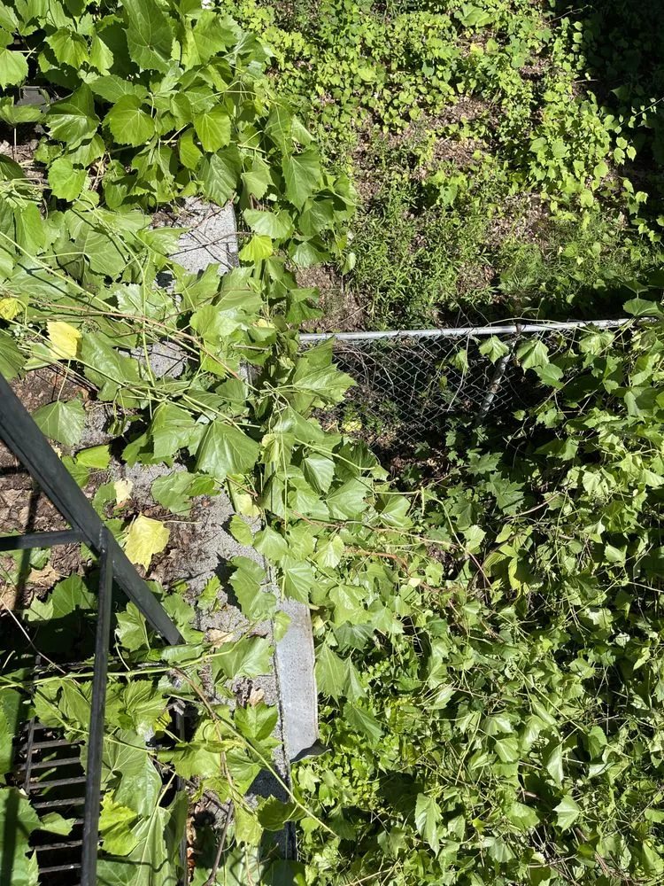 Affordable residential landscaping for outdoor upgrades in Saratoga Springs, NY by Quick Clear Junk Removal