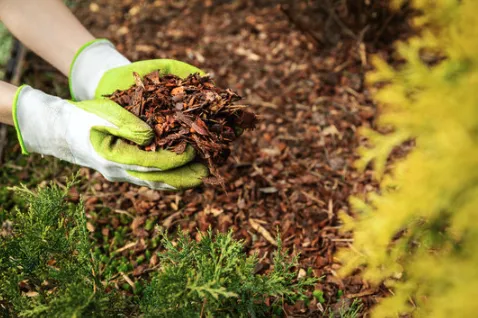 Local garden landscaping in Tullahoma, TN - Quick Clips