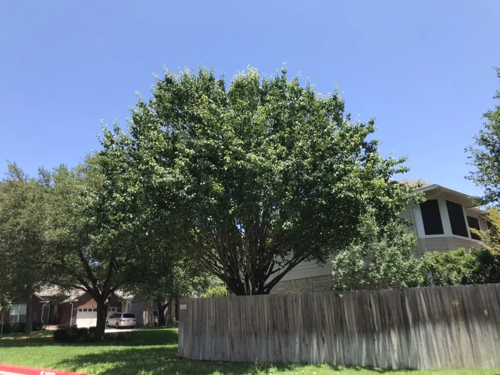 Professional landscaping services experts serving San Antonio, TX - Quick Cuts Plus