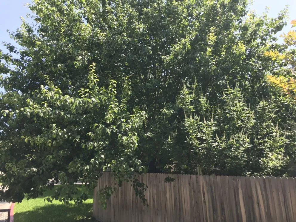 Trusted lawn care service in San Antonio, TX by Quick Cuts Plus