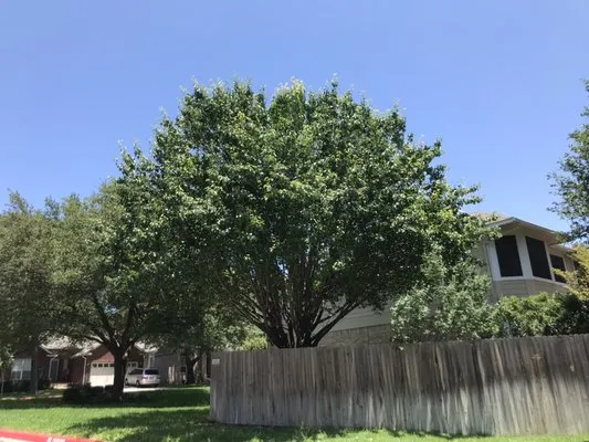 Quick Cuts Plus Logo