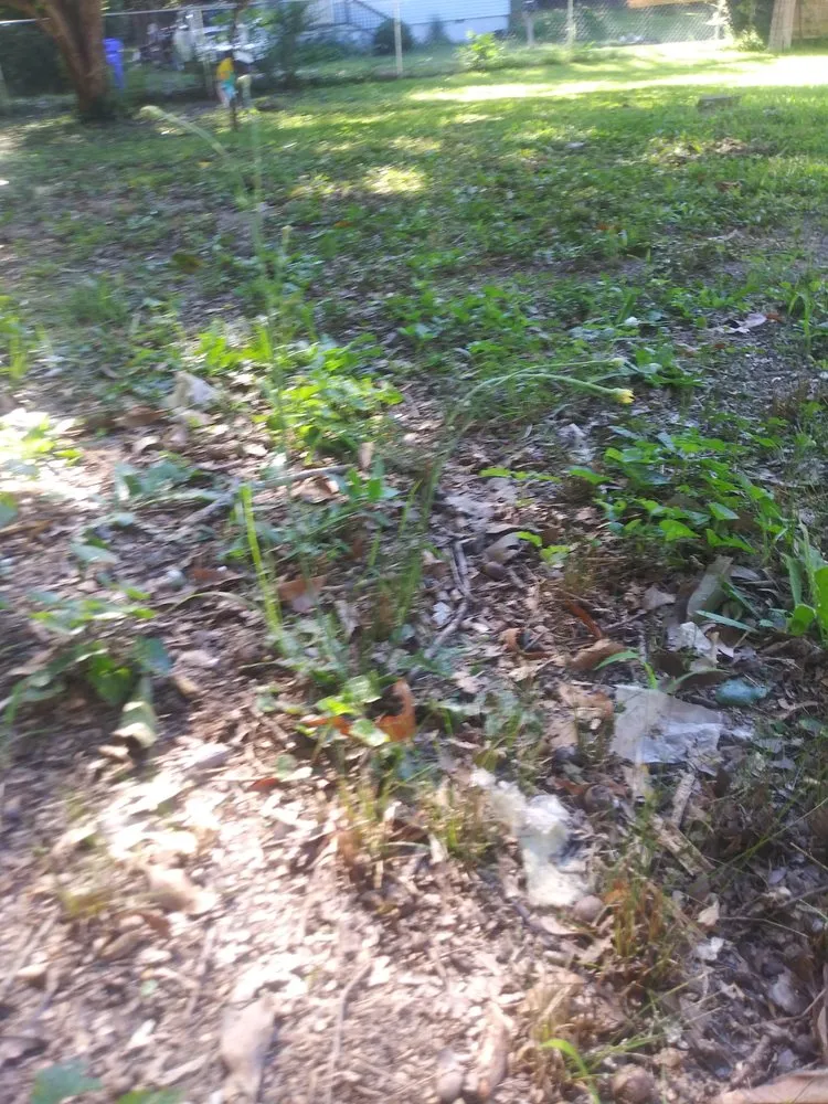 Affordable residential landscaping near you across Conyers, GA - Quick Cutz Lawn services