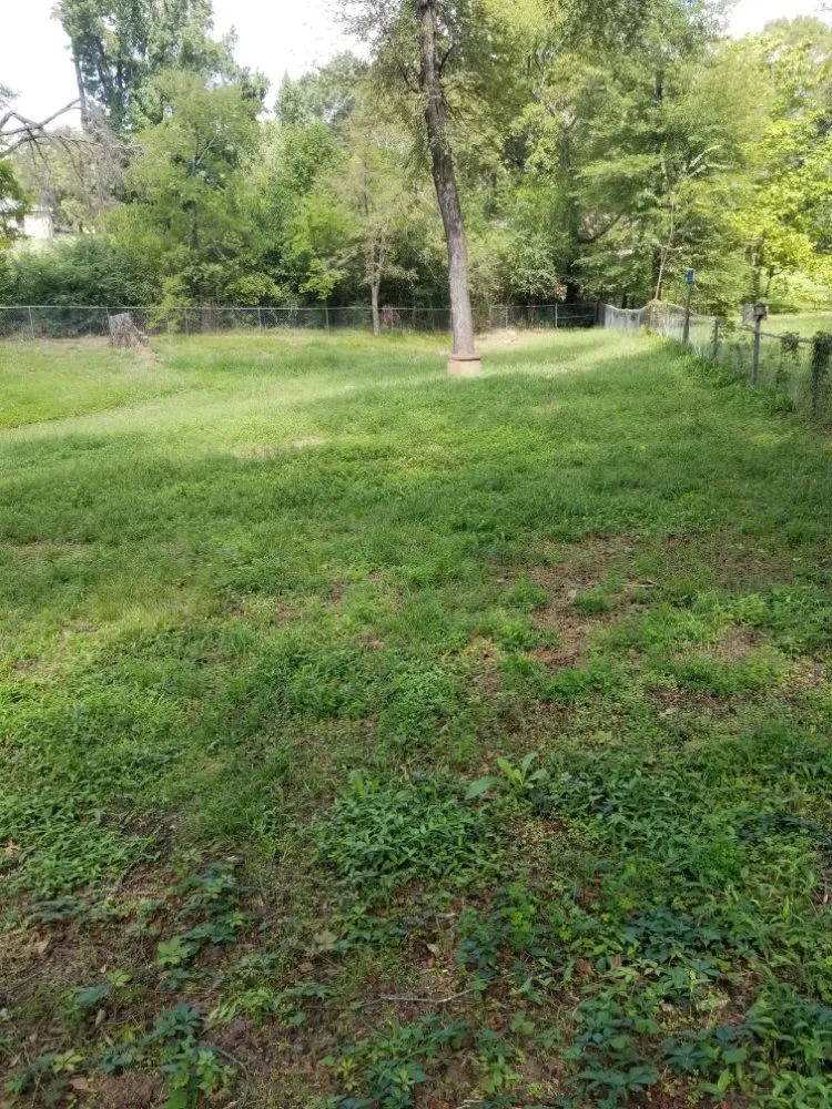 Local yard cleanup service experts serving Tyler, TX - Quick Drops Lawn Care