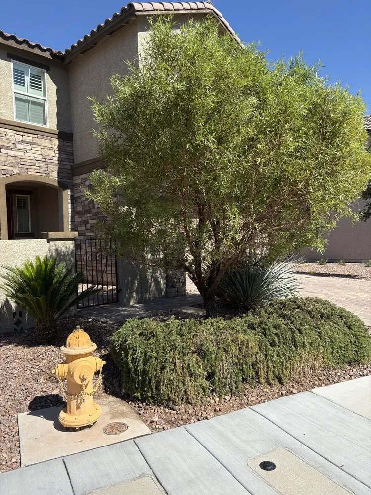 Expert yard cleanup service for residential properties in Henderson, NV by Quick Pickk