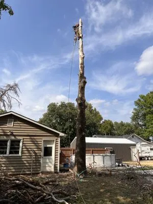 Quick Tree & Landscape