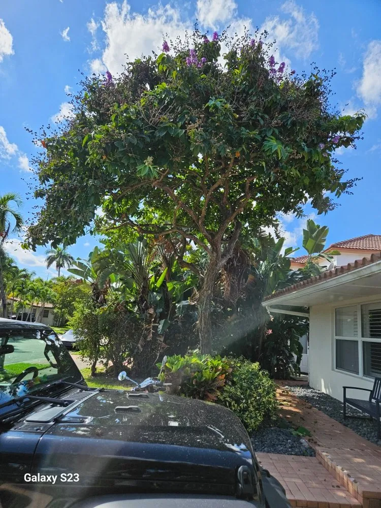 Local landscape installation near you in Lauderhill, FL by Quick Trimms Lawn Care