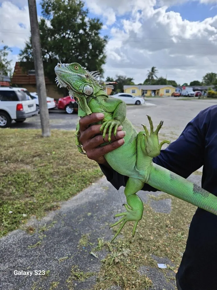 Expert landscape installation for residential properties in Lauderhill, FL by Quick Trimms Lawn Care
