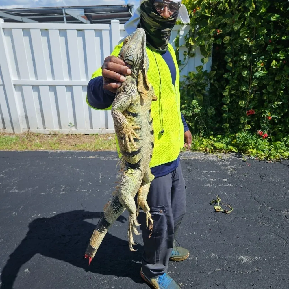 Custom landscape design in Lauderhill, FL by Quick Trimms Lawn Care