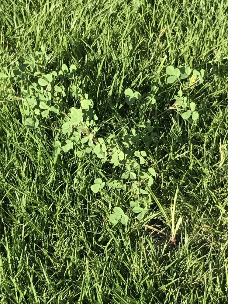 Professional landscape installation for year-round maintenance across Santa Rosa, CA - Quiet Elegance Landscape