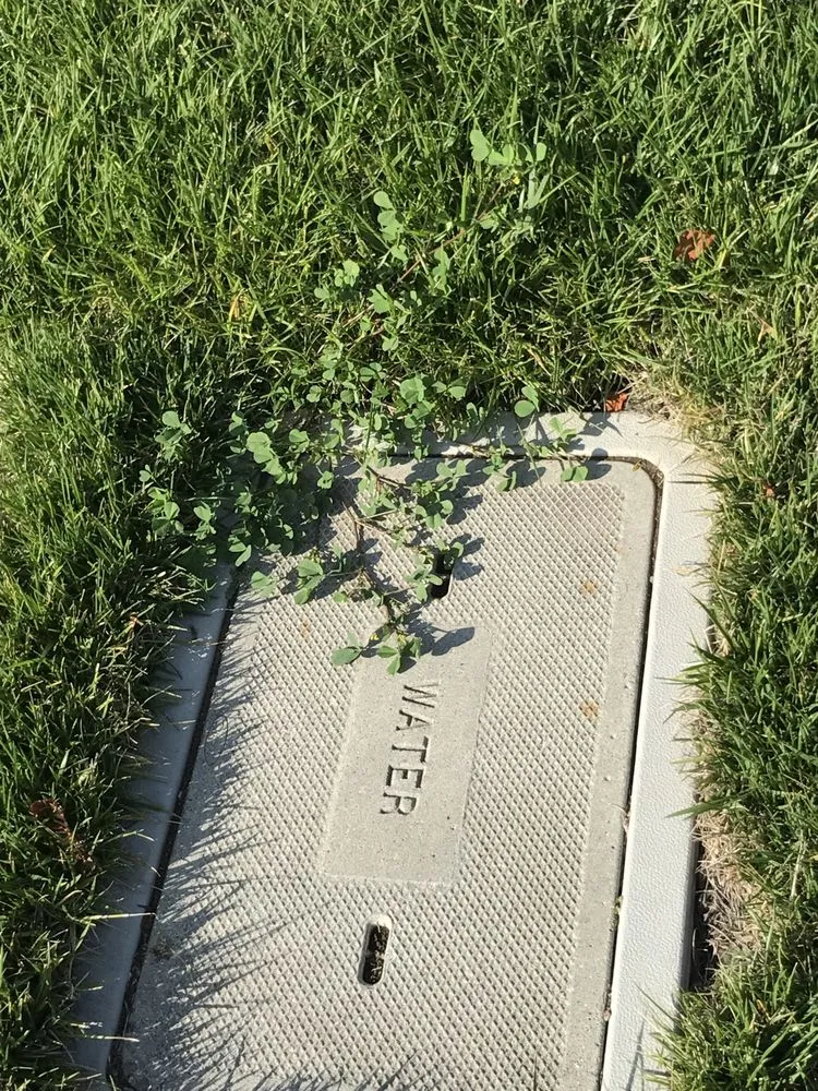 Trusted yard cleanup service for year-round maintenance in Santa Rosa, CA by Quiet Elegance Landscape