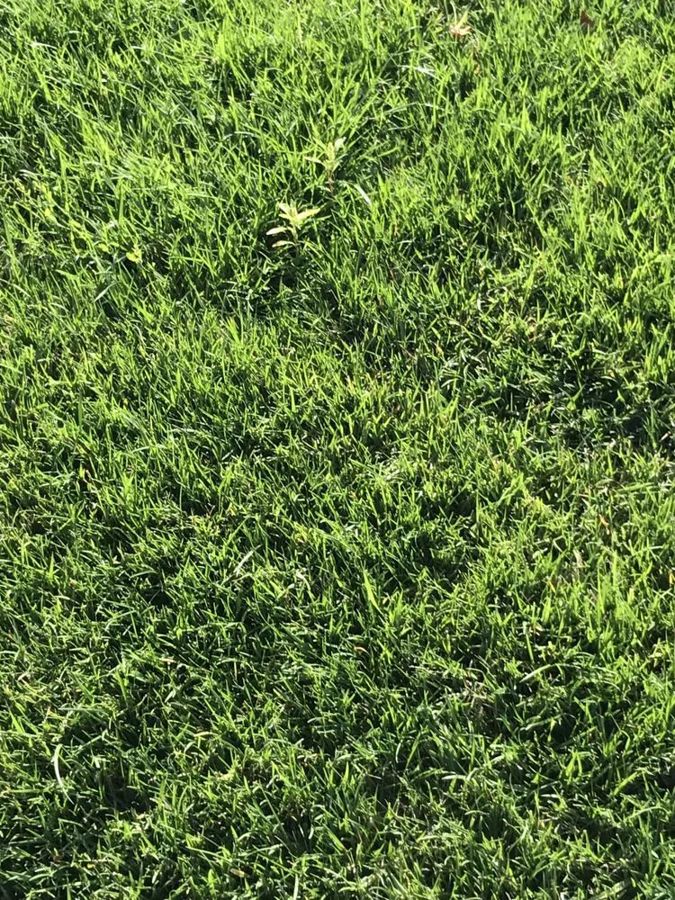 Top-rated lawn mowing service for homes across Santa Rosa, CA - Quiet Elegance Landscape