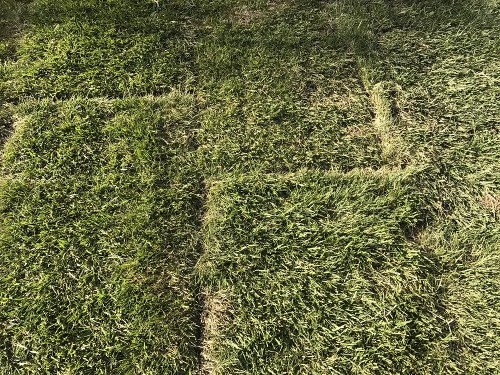 Local landscape installation for year-round maintenance in Santa Rosa, CA by Quiet Elegance Landscape