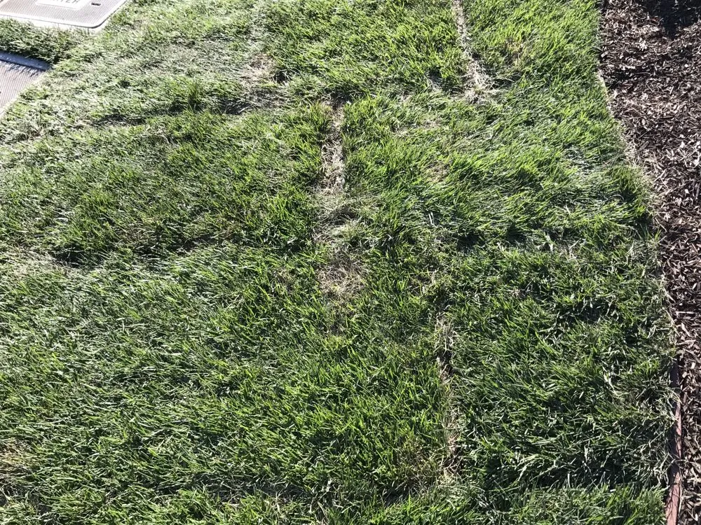 Expert residential landscaping near you in Santa Rosa, CA by Quiet Elegance Landscape